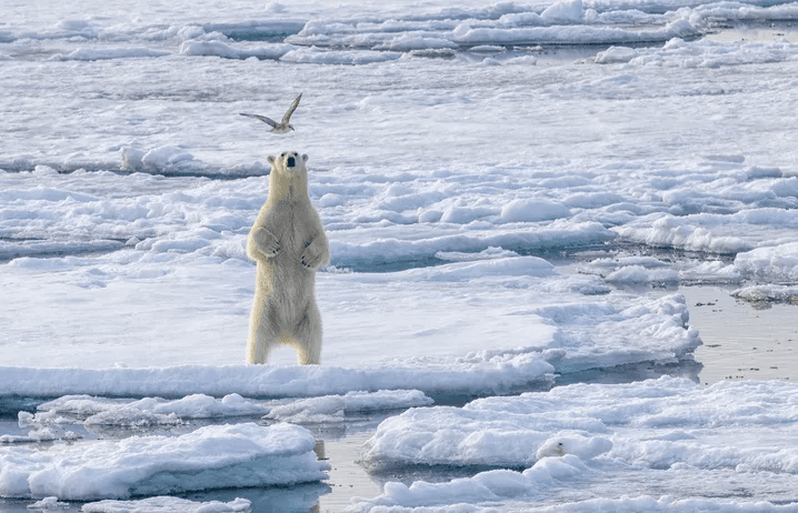 Chance to See Polar Bears in the Wild